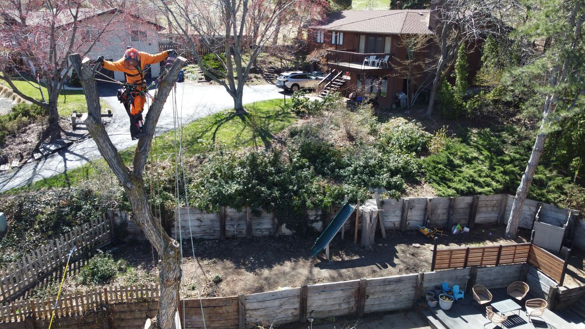 A Tapson&rsquo;s arborist in orange protective gear standing on top of a topped tree trunk on a terraced hillside lot, rigging ropes running down to the yard, houses and spring blossom behind.