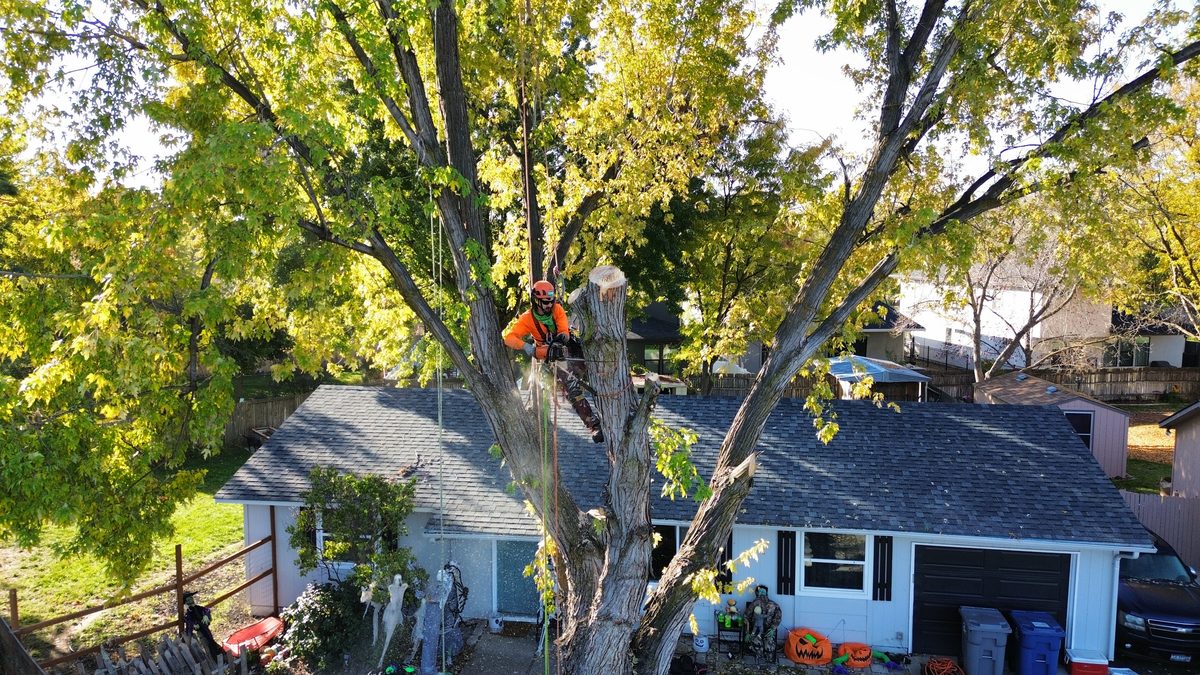 A Tapson&rsquo;s climber roped into a large maple in full autumn colour directly above the roof of a Boise house, working a limb over the shingles.