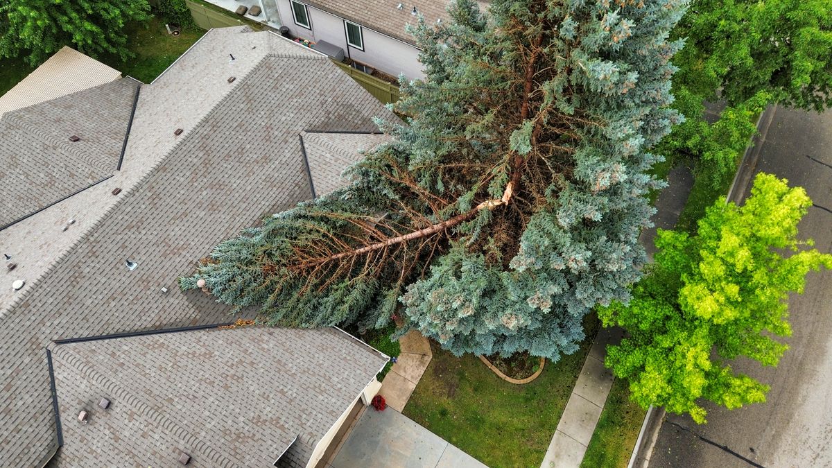 Overhead view of a mature blue spruce snapped near the base and collapsed across the shingled roof of a Treasure Valley home after a windstorm.