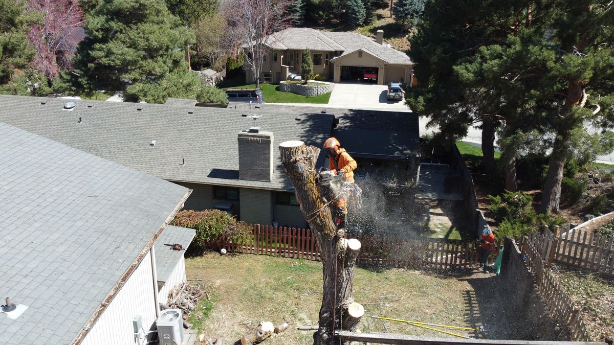 A Tapson&rsquo;s climber in full orange protective gear cutting the top off a bare spar standing directly against the roofline of a Treasure Valley home, sawdust spraying into the air.